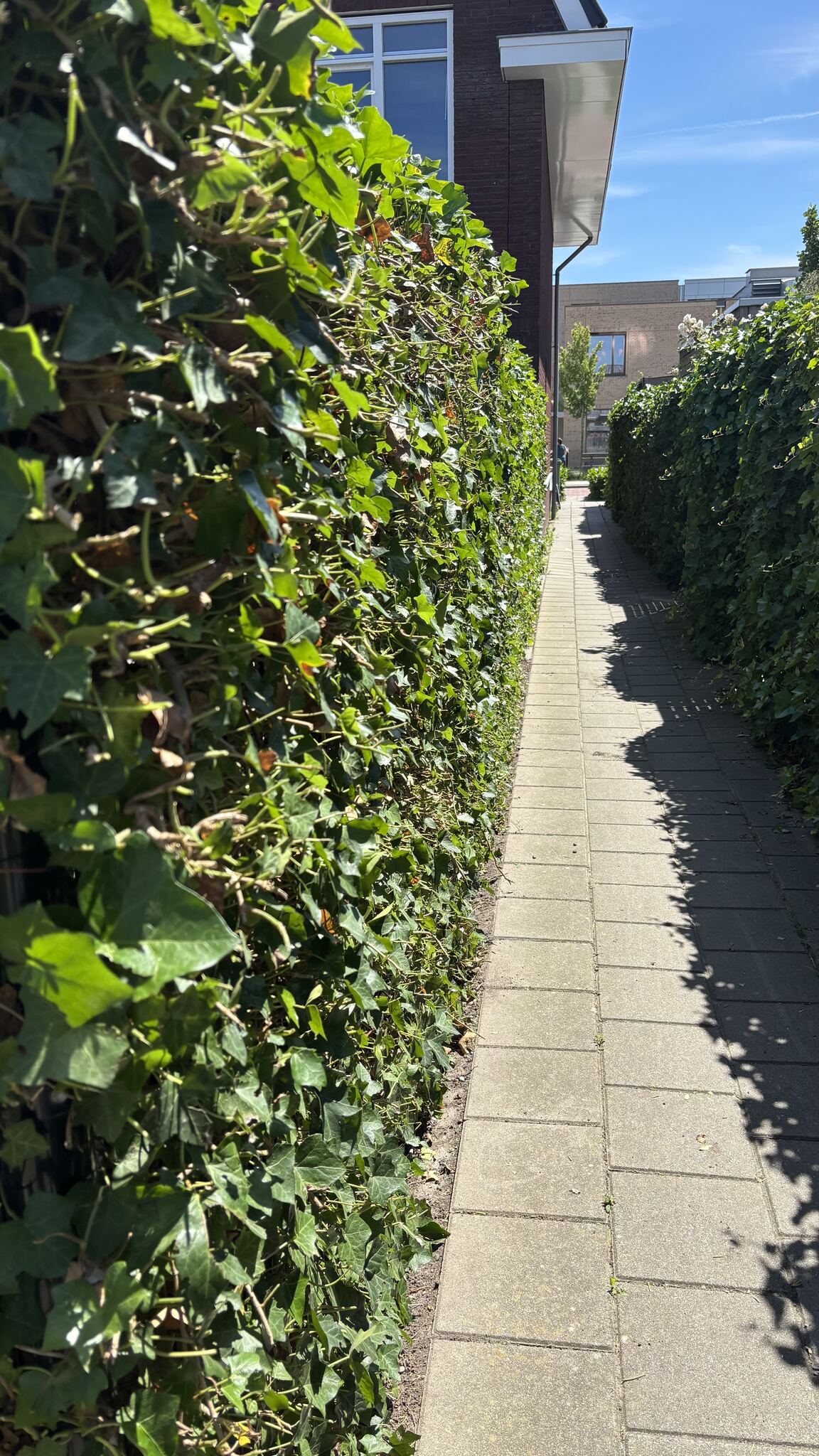 Na snoeien haag langs pad